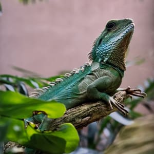 Physignathus Cocincinus by Gunner Ramsey