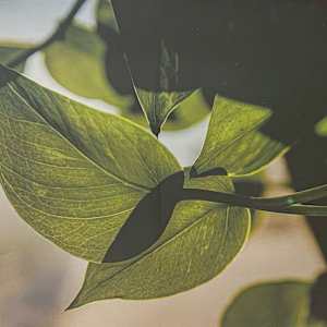 Light Through The Vines by Brooke Lammie, Image 18.