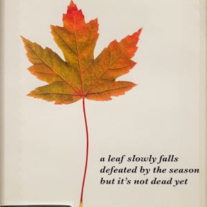 A Haiku by Roger O'Dea