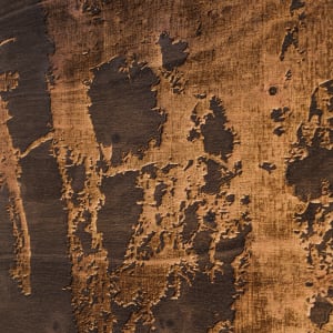 Bark I by JOYCE BILLET 