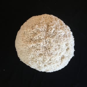 Giant White Pom Pom by Masako Takahashi