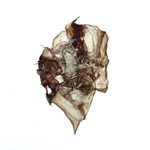 glimpses of things not seen xix by Alysn Midgelow-Marsden, Image 1.