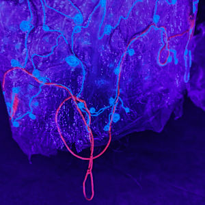 Fluid Becoming ... Choice by Alysn Midgelow-Marsden 