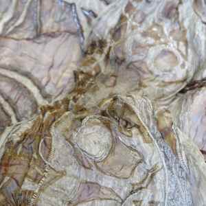 the transmission of accumulated knowledge by Alysn Midgelow-Marsden 