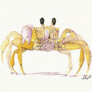 Crab by Lisa Amport