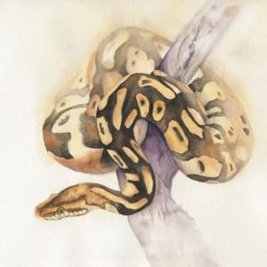 Python by Lisa Amport
