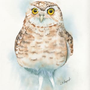 Little Owl by Lisa Amport