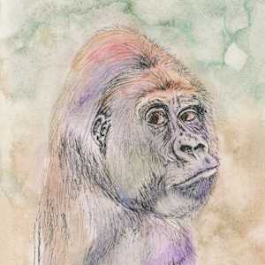 Gorilla by Lisa Amport