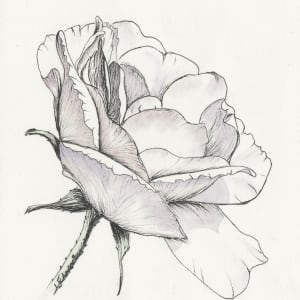 Ink White Rose by Lisa Amport