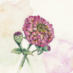 Zinnia by Lisa Amport