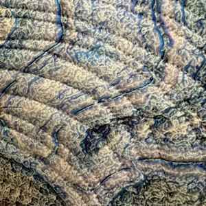 Innuendo 17- Fossil by Marilyn Henrion 