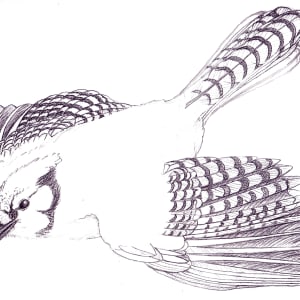 Blue Jays by Richard Michael Delaney  Image: Developmental sketch (drawn life-size)  from a specimen Blue Jay and used in the final piece. This drawing was transferred/traced onto the canvas after the sky and pine bows were completed.  