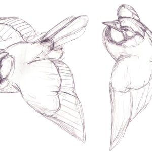 Blue Jays by Richard Michael Delaney  Image: Two of the developmental sketches made during the creative process, but ultimately, not used in the final piece.   