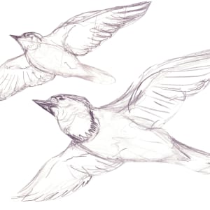 Blue Jays by Richard Michael Delaney  Image: Two of the developmental sketches made during the creative process, but ultimately, not used in the final piece.   
