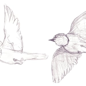 Blue Jays by Richard Michael Delaney  Image: Two of the developmental sketches made during the creative process, but ultimately, not used in the final piece.   
