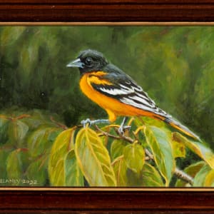 Baltimore Oriole in Peach Tree by Richard Michael Delaney  Image: In frame.