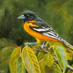 Baltimore Oriole in Peach Tree by Richard Michael Delaney