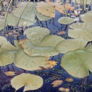 Lily Pads #2 by Richard Michael Delaney