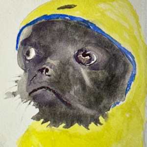 Rain Weather Pug by David  H. L. Blackman, Ph. D. 