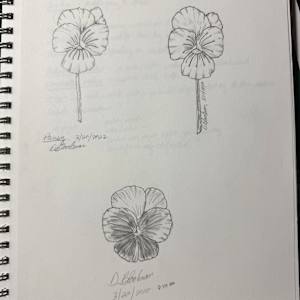 Pansy by David  H. L. Blackman 