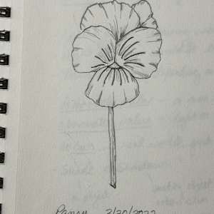 Pansy by David  H. L. Blackman 