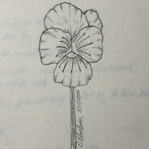 Pansy by David  H. L. Blackman 