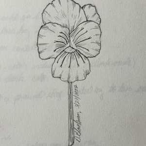 Pansy by David  H. L. Blackman 