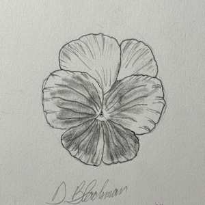 Pansy by David  H. L. Blackman 