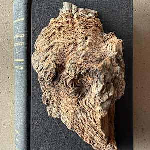 A Parenthesis In Eternity, Nature Studies 1.07 by Kristy Collette, Image 1.