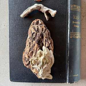 1000 Beautiful Things, Nature Studies 1.02 by Kristy Collette, Image 1.