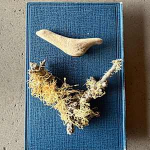 Blue Bird, Nature Studies 1.14 by Kristy Collette, Image 1.