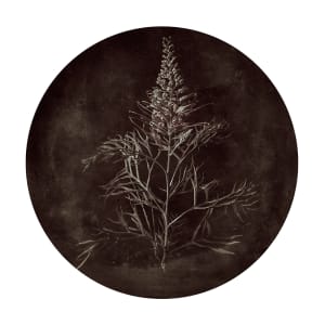 Flora Obscura 01 by Eva Fernandez