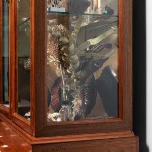 Joondakammer: A Cabinet of Curiosity for Joondalup by Perdita Phillips  Image: Photograph by Dan McCabe