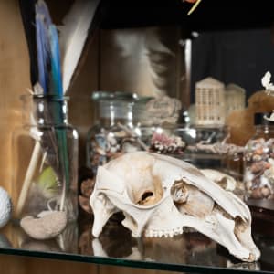 Joondakammer: A Cabinet of Curiosity for Joondalup by Perdita Phillips  Image: Photograph by Dan McCabe