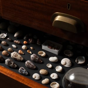 Joondakammer: A Cabinet of Curiosity for Joondalup by Perdita Phillips  Image: Photograph by Dan McCabe