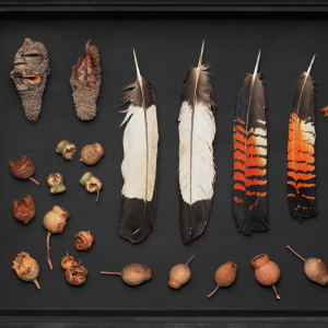 Joondakammer: A Cabinet of Curiosity for Joondalup by Perdita Phillips  Image: Photograph by Dan McCabe