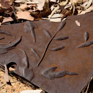 Tree Grates by Peter Dailey 