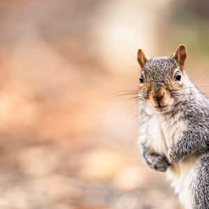 Hello 3/250 by Wendy Nelson Photography
