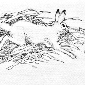 Running Rabbit by Clarence Tillenious