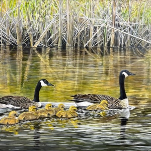 Canadian Geese & Family by Werner Batke