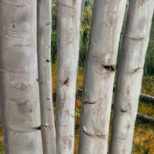 Aspen in the Fall by Connie Sloma Artist 