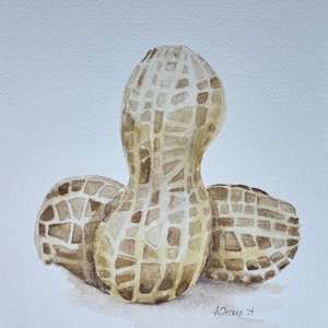 Peanuts by Amy DeVane