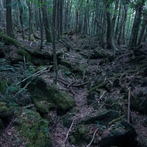 Aokigahara / The Sea of Trees by James Clar 