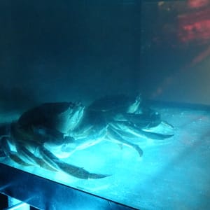 The New Sublime by James Clar