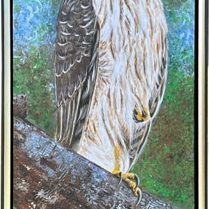 Perched Majesty: Cooper's Hawk by Donna Richardson 
