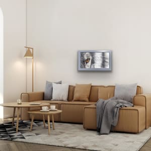 Focused: Gray Wolf by Donna Richardson 