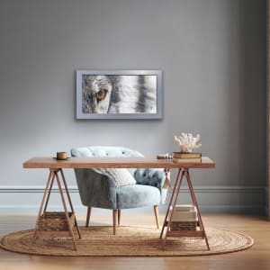 Focused: Gray Wolf by Donna Richardson 