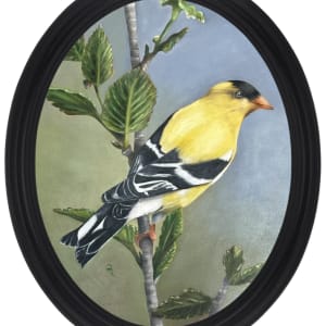 Radiant Goldfinch by Donna Richardson 