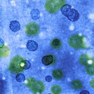 Untitled by Maia Heidel 