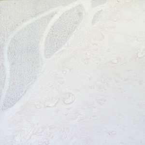 Untitled by Maia Heidel 